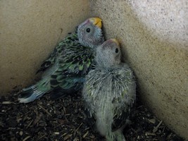 Eastern Rosella Chicks day 21